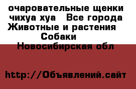 очаровательные щенки чихуа-хуа - Все города Животные и растения » Собаки   . Новосибирская обл.